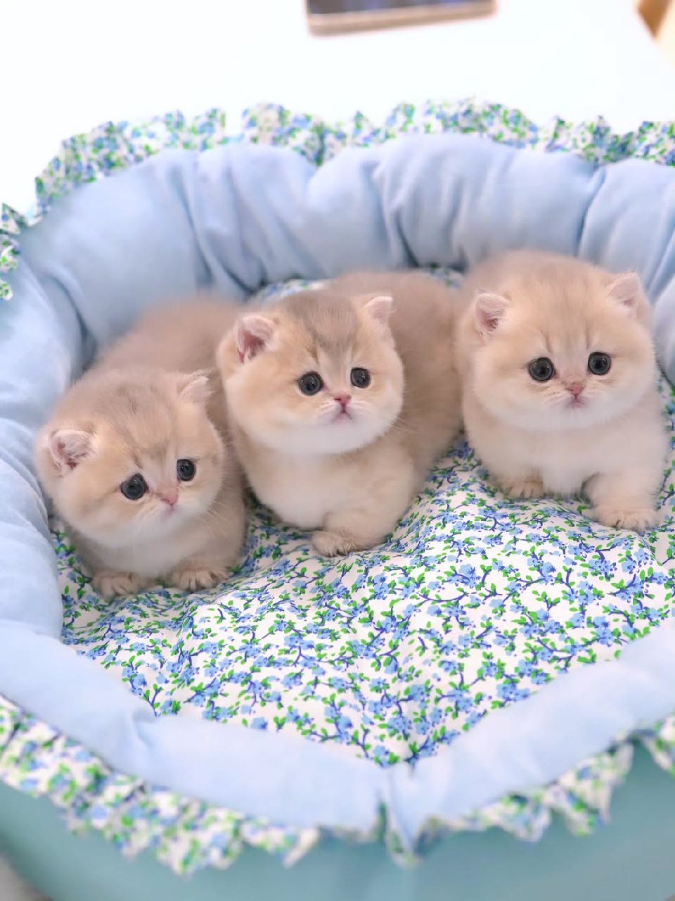 TinyPaws Munchkin Cattery Galveston Texas - Premium Munchkin kittens